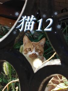 猫12.5斤相当于人多少斤